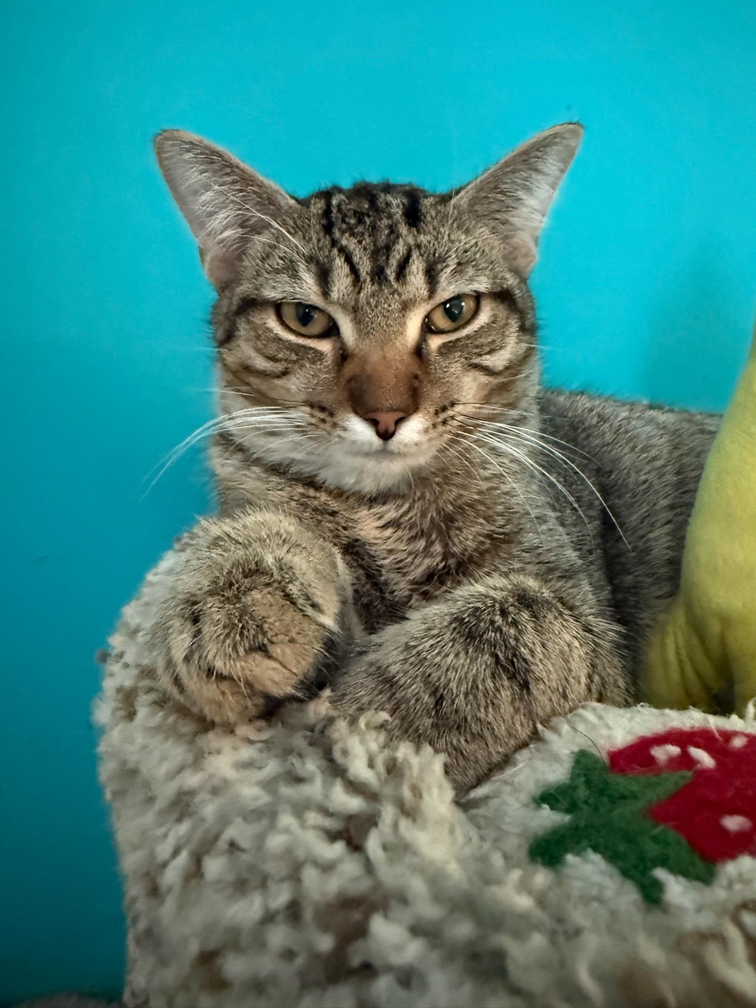 Enlarge Zig Zag, a Adoptable Domestic Short Hair in Johnsburg, IL image 4/5