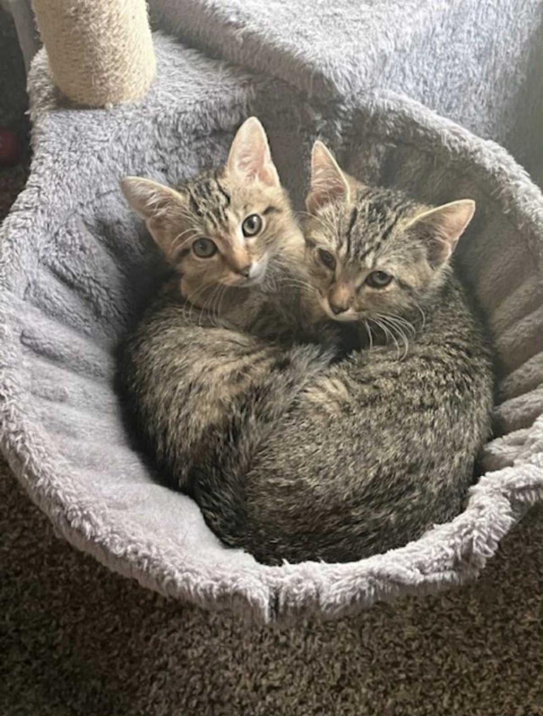 Zig Zag, a Adoptable Domestic Short Hair in Johnsburg, IL image 3/3