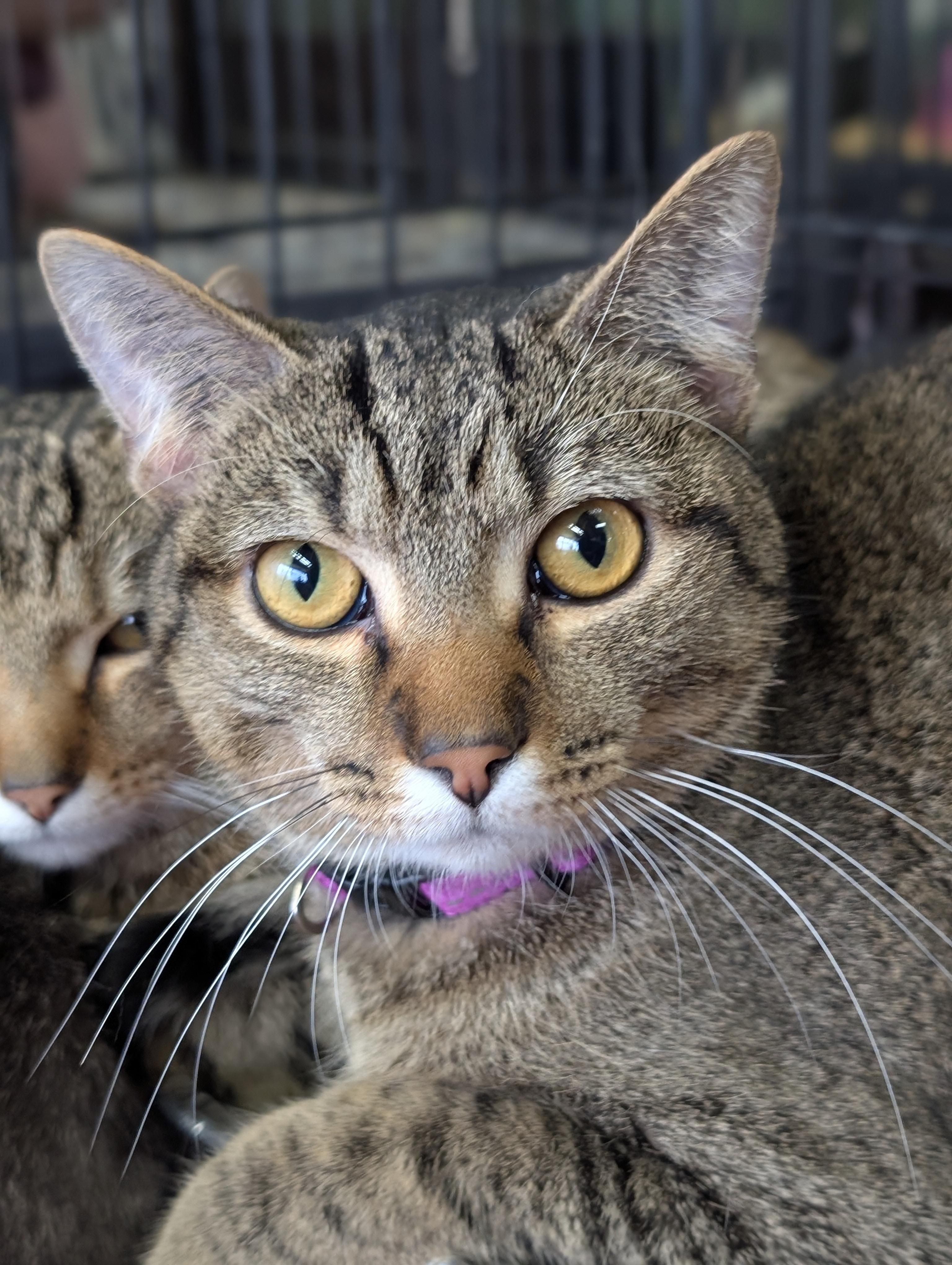 Zig Zag, a Adoptable Domestic Short Hair in Johnsburg, IL image 5/5