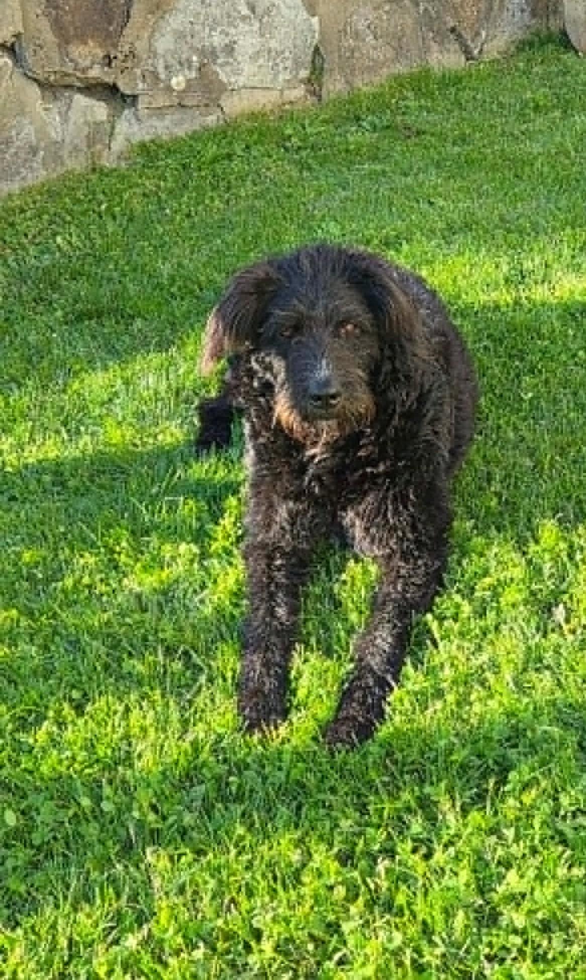 Jimmi, an adopted mixed breed in Falls Church, VA image 2/5