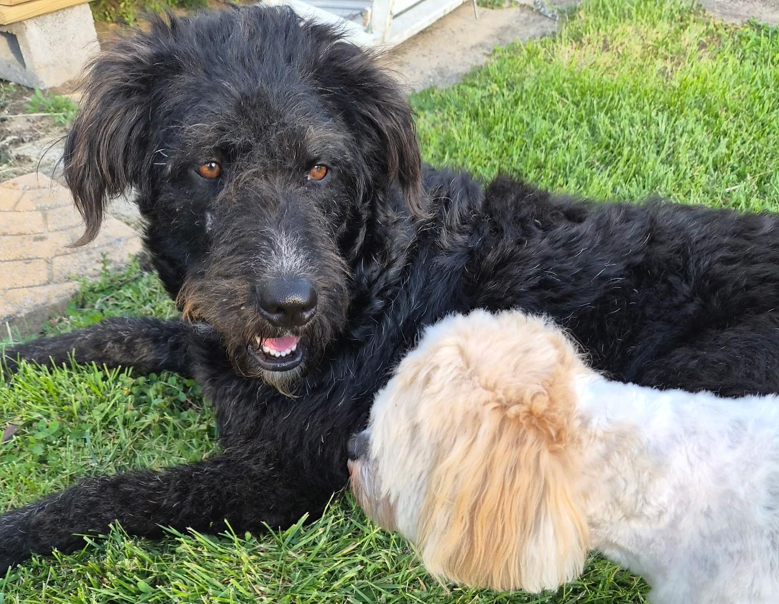 Jimmi, an adopted mixed breed in Falls Church, VA image 3/5