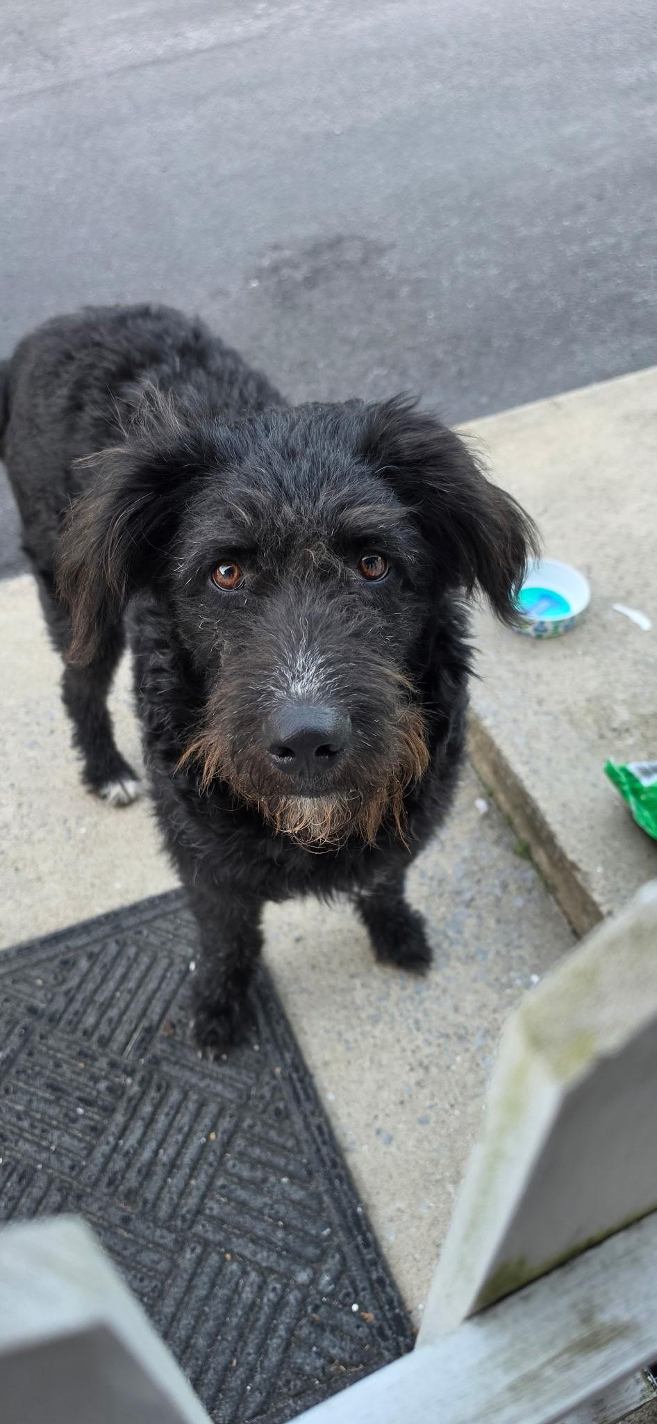 Jimmi, an adopted mixed breed in Falls Church, VA image 4/5