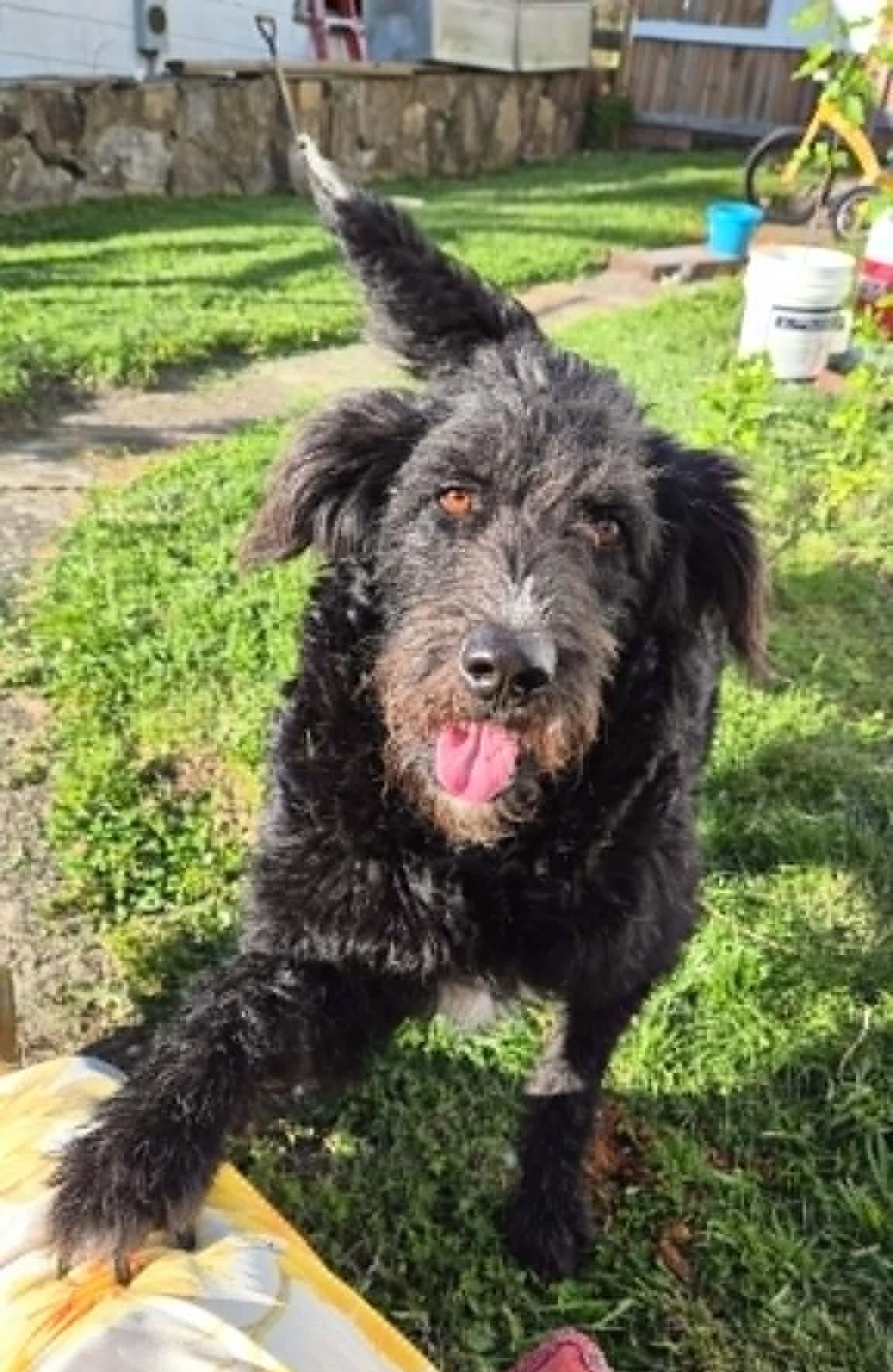 Jimmi, adopted, Adult Male Labradoodle.