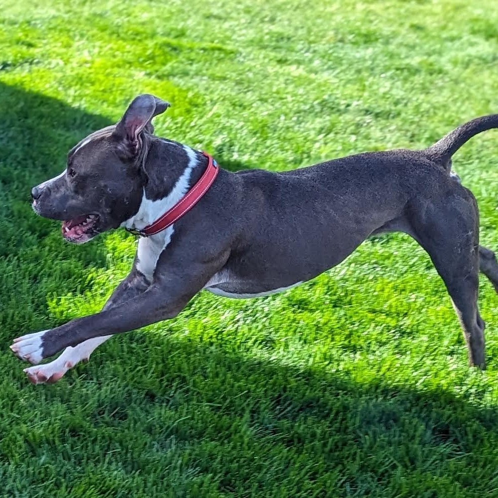 Dog for adoption Champ, a Pit Bull Terrier in Peotone, IL Petfinder