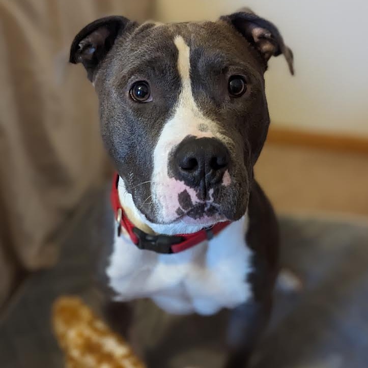 Dog for adoption Champ, a Pit Bull Terrier in Peotone, IL Petfinder