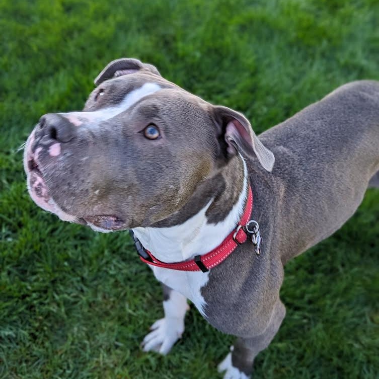 Dog for adoption Champ, a Pit Bull Terrier in Peotone, IL Petfinder