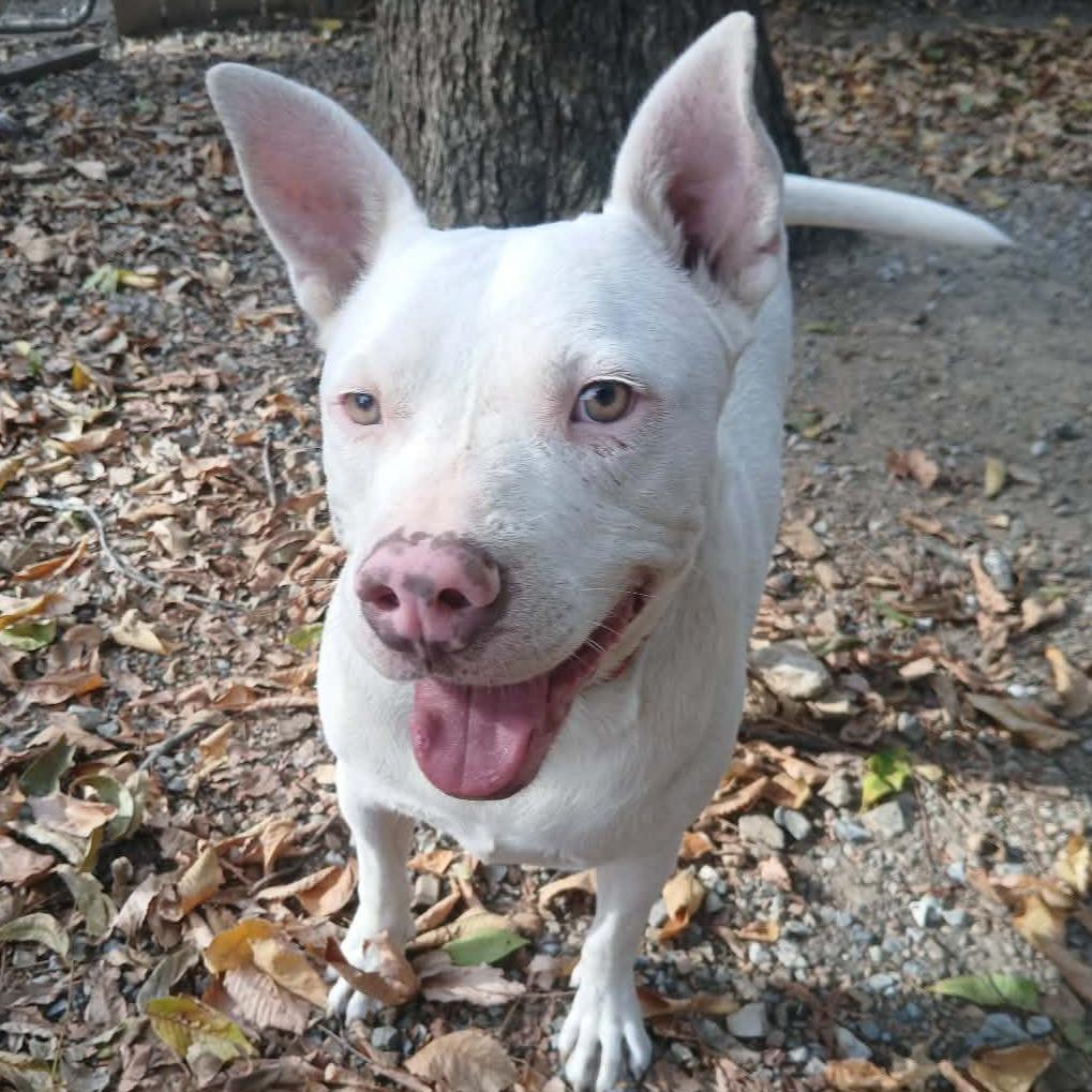 Enlarge Dojo *, a Adoptable Terrier in Hackett, AR image 1/5