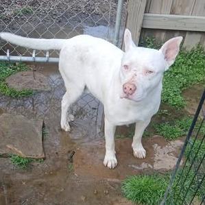 Enlarge Dojo *, a Adoptable Terrier in Hackett, AR image 2/5