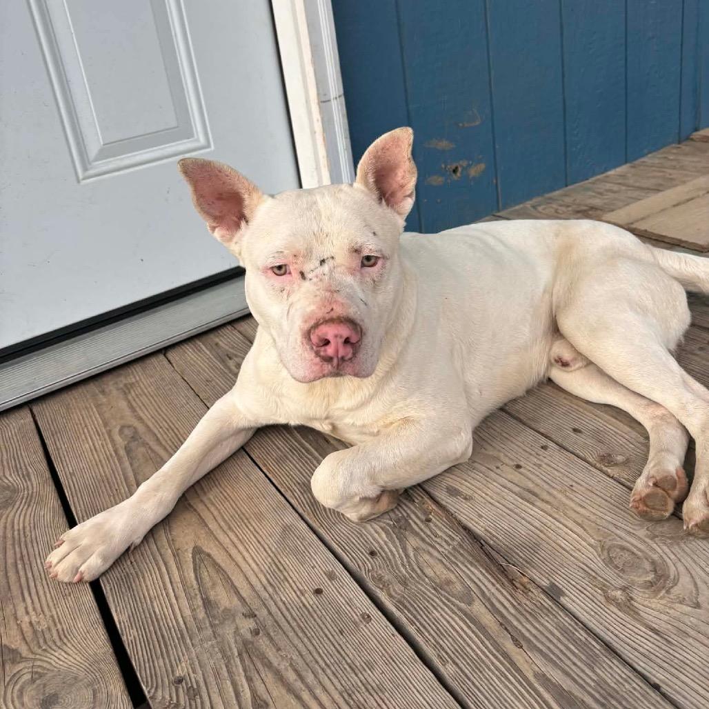 Enlarge Dojo, a Adoptable Terrier in Hackett, AR image 1/6