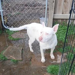 Enlarge Dojo, a Adoptable Terrier in Hackett, AR image 2/6
