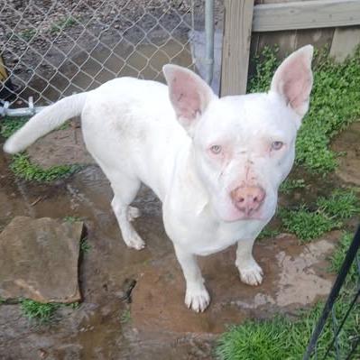 Enlarge Dojo, a Adoptable Terrier in Hackett, AR image 3/6