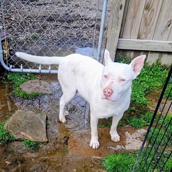 Enlarge Dojo, a Adoptable Terrier in Hackett, AR image 4/6