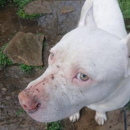 Enlarge Dojo, a Adoptable Terrier in Hackett, AR image 5/6