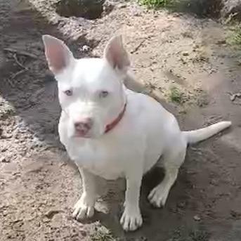 Enlarge Dojo, a Adoptable Terrier in Hackett, AR image 6/6