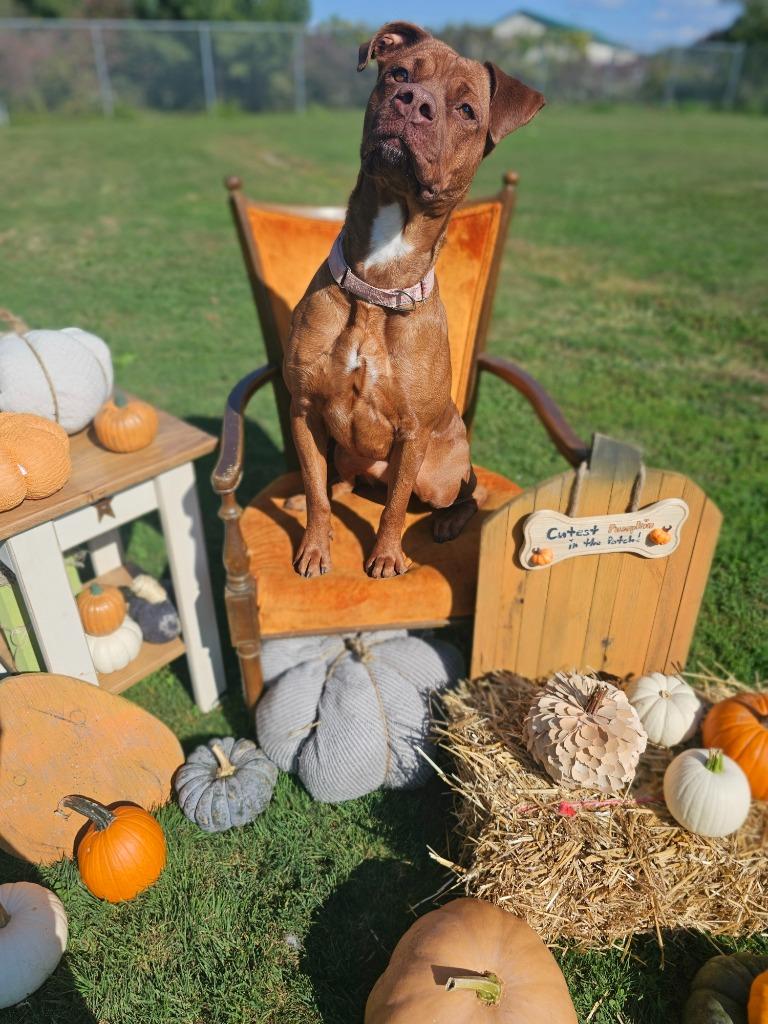 Reba, Adoptable, Adult Female Pit Bull Terrier & Mixed Breed.