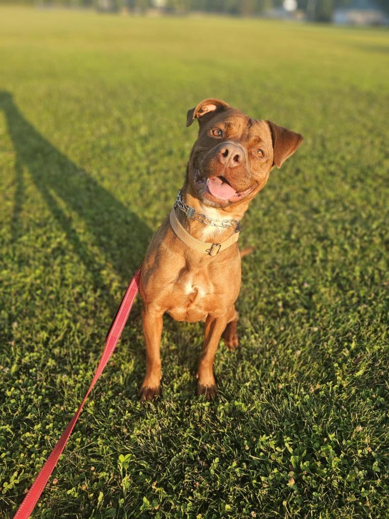 Enlarge Reba, a Adopted mixed breed in Sprakers, NY image 5/6