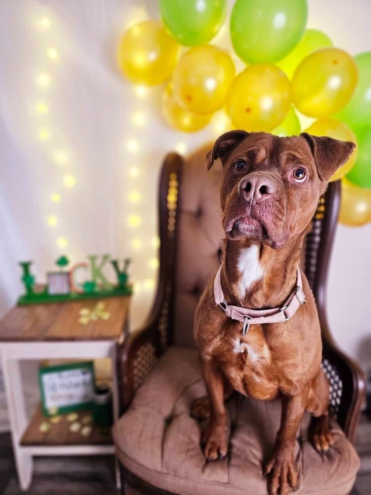 Enlarge Reba, a Adoptable mixed breed in Sprakers, NY image 6/6