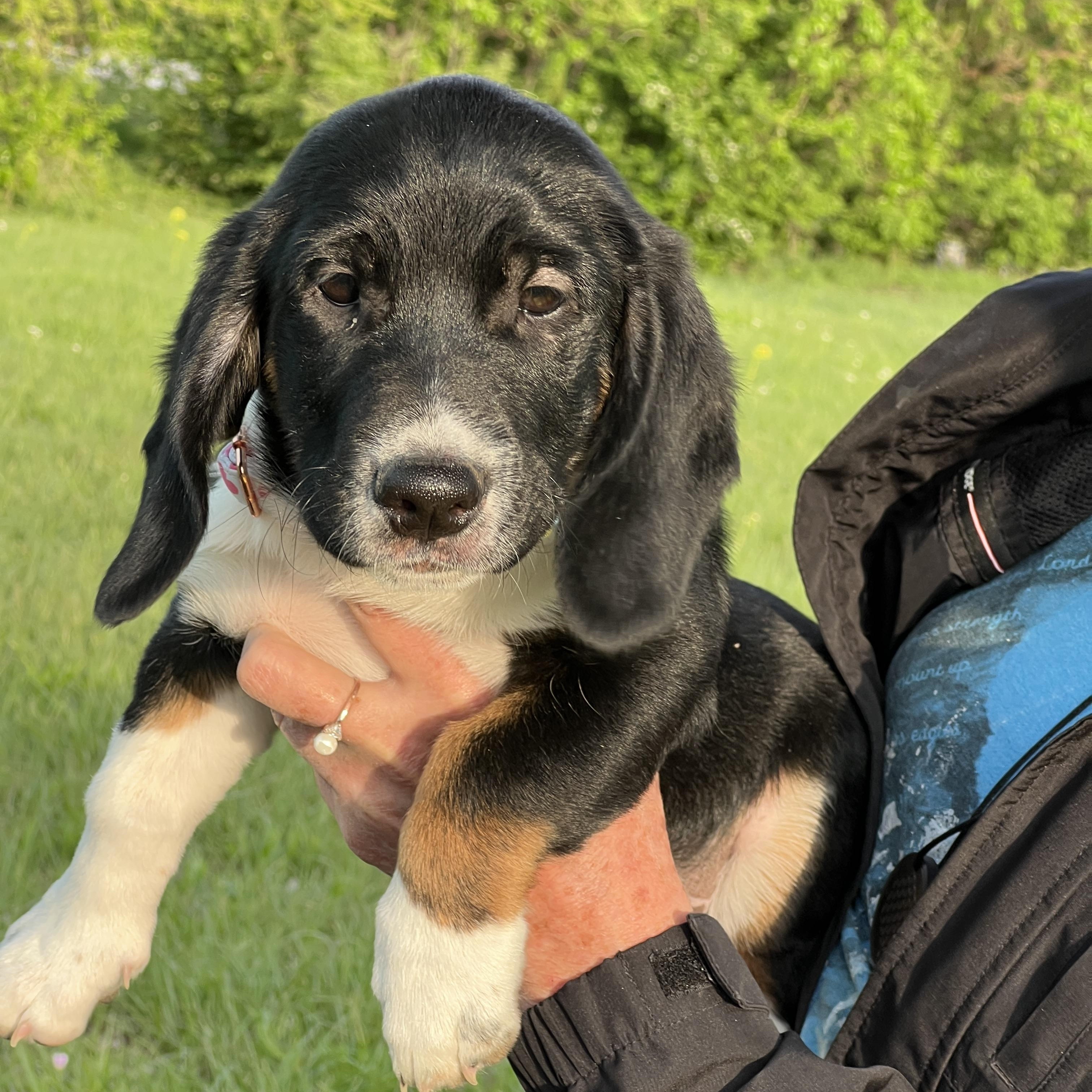 Baby Boy, a ADOPTABLE mixed breed in Auburn, KS image 2/2