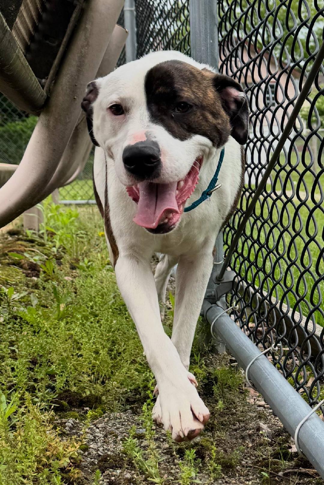 Jasper, Adult Male Tennessee Treeing Brindle