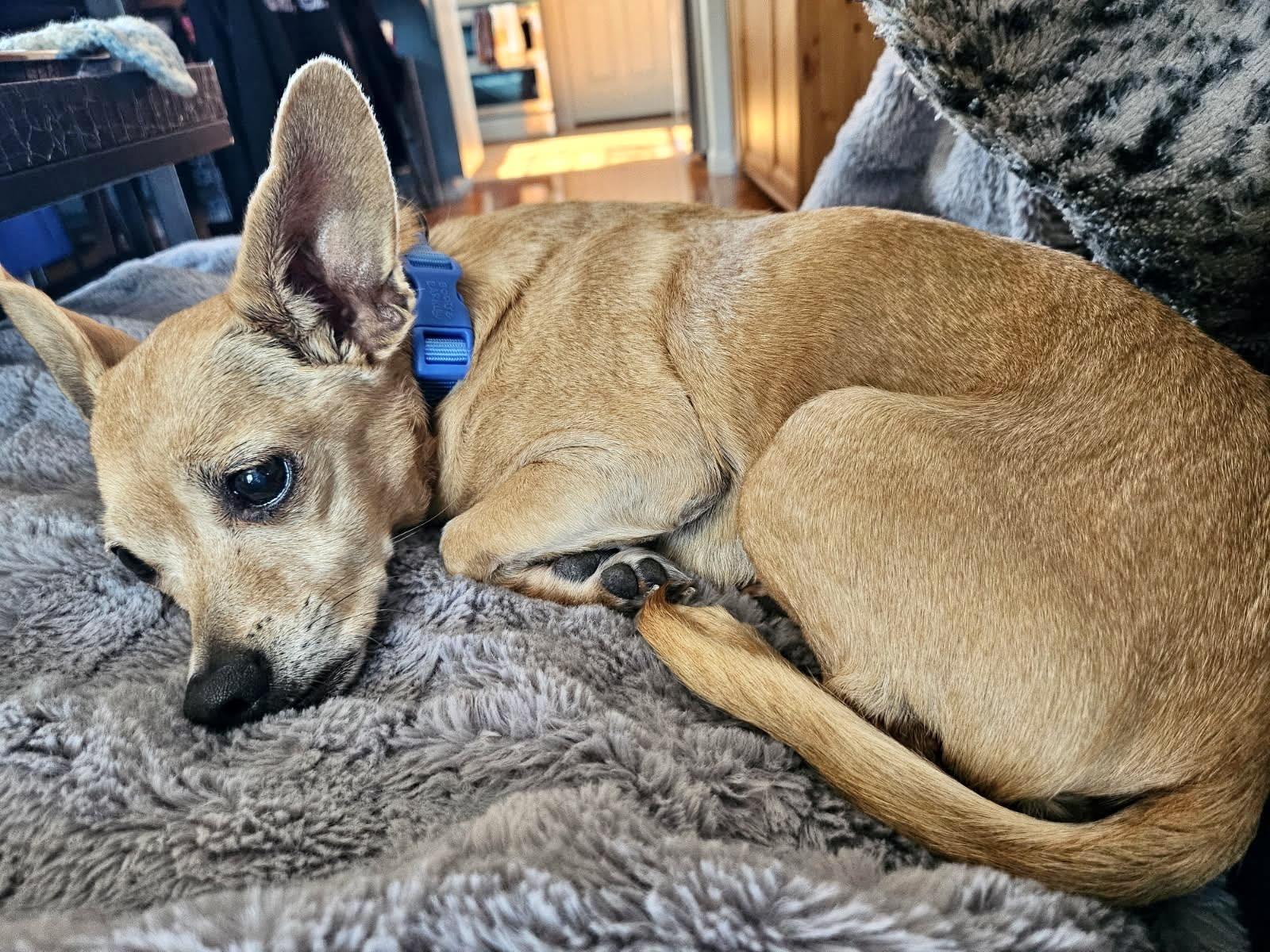 Eva, a Adoptable Chihuahua in Livermore, CA image 2/3