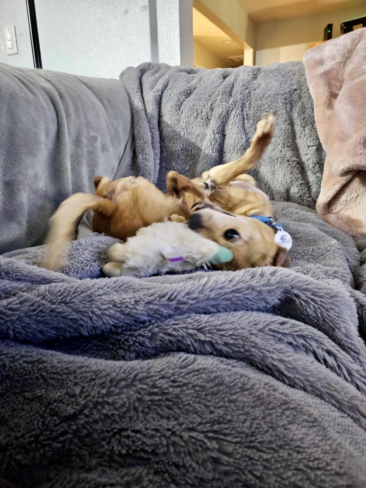 Eva, a Adoptable Chihuahua in Livermore, CA image 3/3