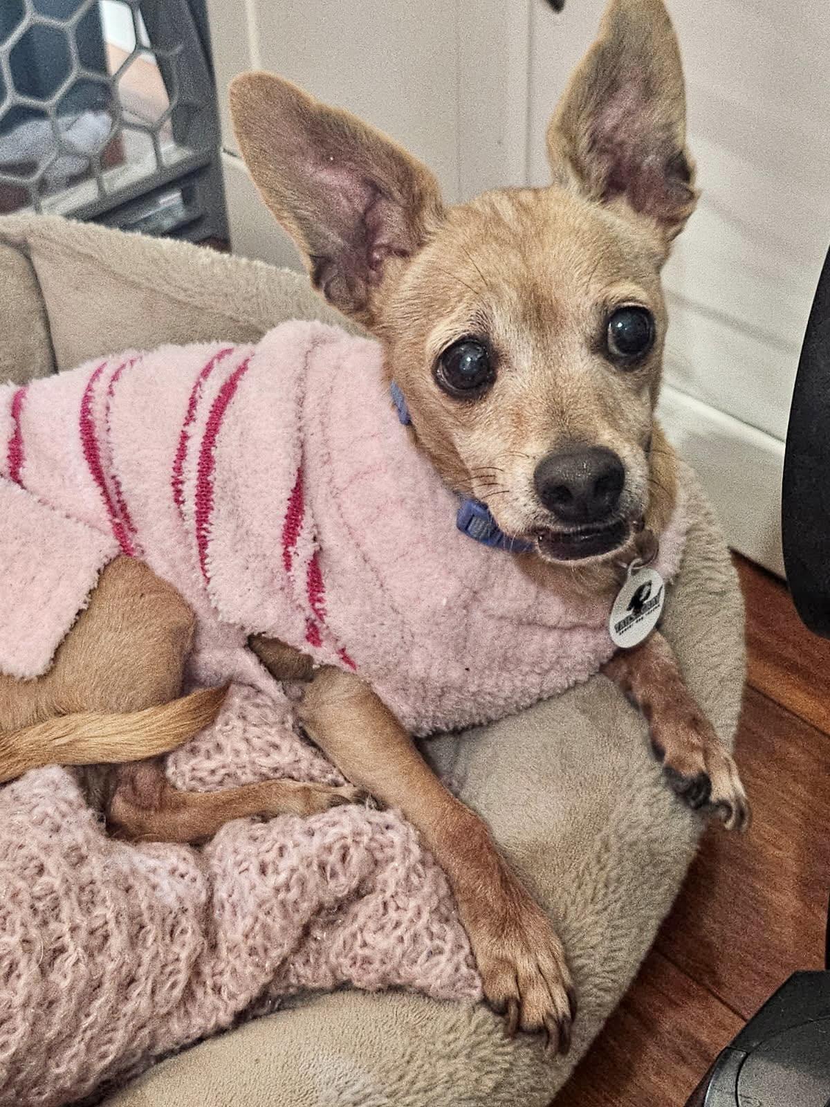 Enlarge Eva, a Adoptable Chihuahua in Livermore, CA image 6/6