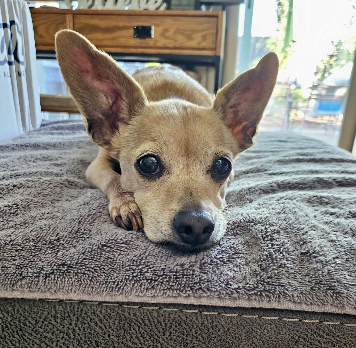 Enlarge Eva, a Adoptable Chihuahua in Livermore, CA image 1/6