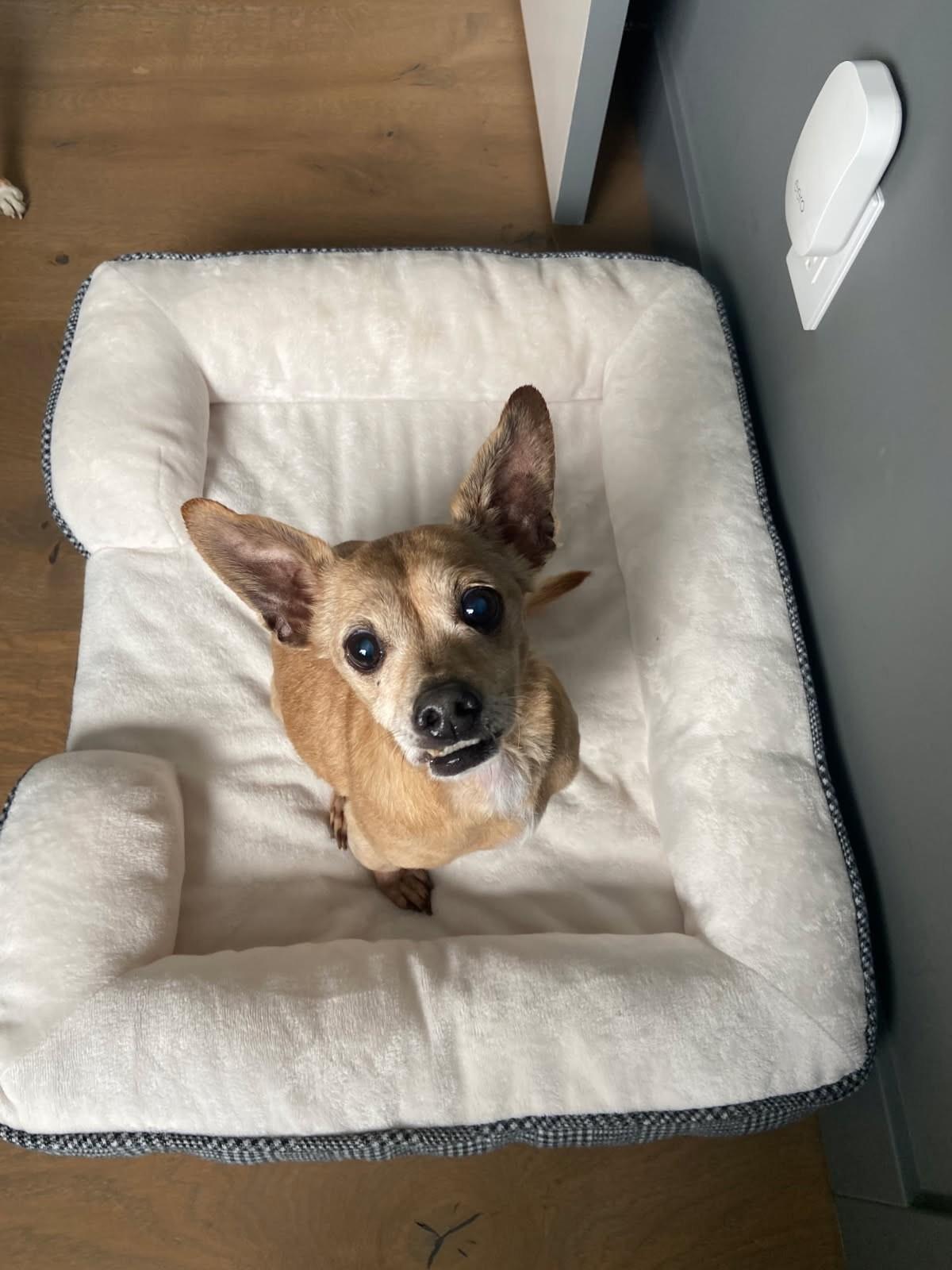 Enlarge Eva, a Adoptable Chihuahua in Livermore, CA image 5/6