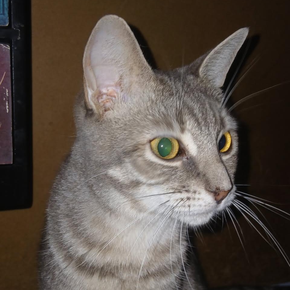 Enlarge Julie (f) 1 to 2 yrs old approx tabby, a Adoptable Domestic Short Hair in Ottawa, ON image 3/6
