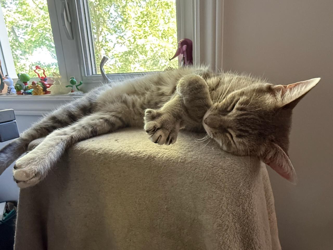 Enlarge Julie (f) 2yrs old tabby silver, a Adopted Domestic Short Hair in Ottawa, ON image 4/6