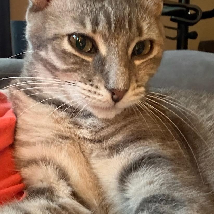 Enlarge Julie (f) 2yrs old tabby silver, a Adopted Domestic Short Hair in Ottawa, ON image 1/6