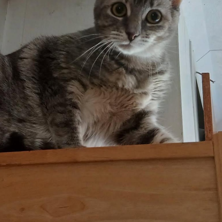 Enlarge Julie (f) 1 to 2 yrs old approx tabby, a Adoptable Domestic Short Hair in Ottawa, ON image 6/6