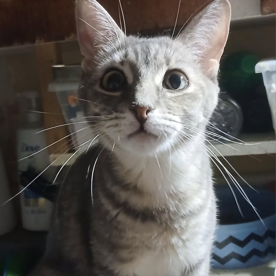 Enlarge Julie (f) 1 to 2 yrs old approx tabby, a Adoptable Domestic Short Hair in Ottawa, ON image 5/6
