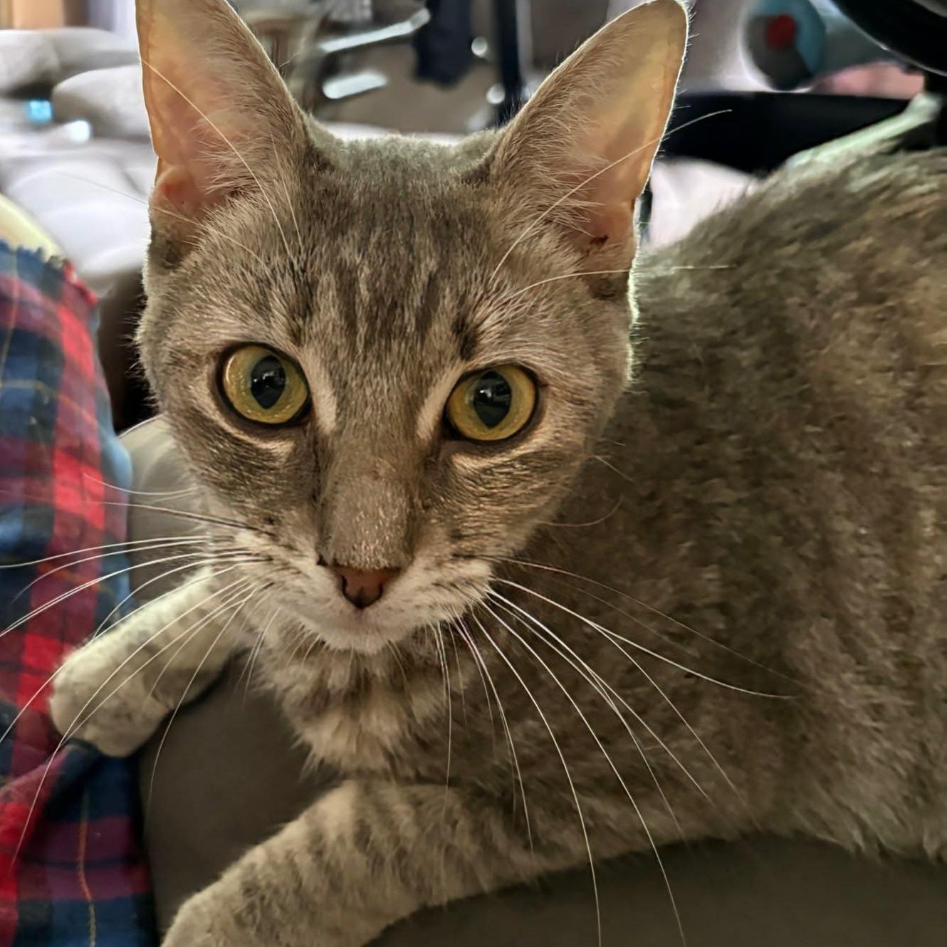 Julie (f) 1 to 2 yrs old approx tabby, Adoptable, Adult Female Domestic Short Hair.