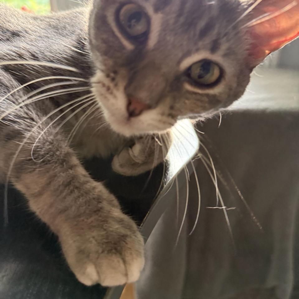 Enlarge Julie (f) 2yrs old tabby silver, a Adopted Domestic Short Hair in Ottawa, ON image 5/6
