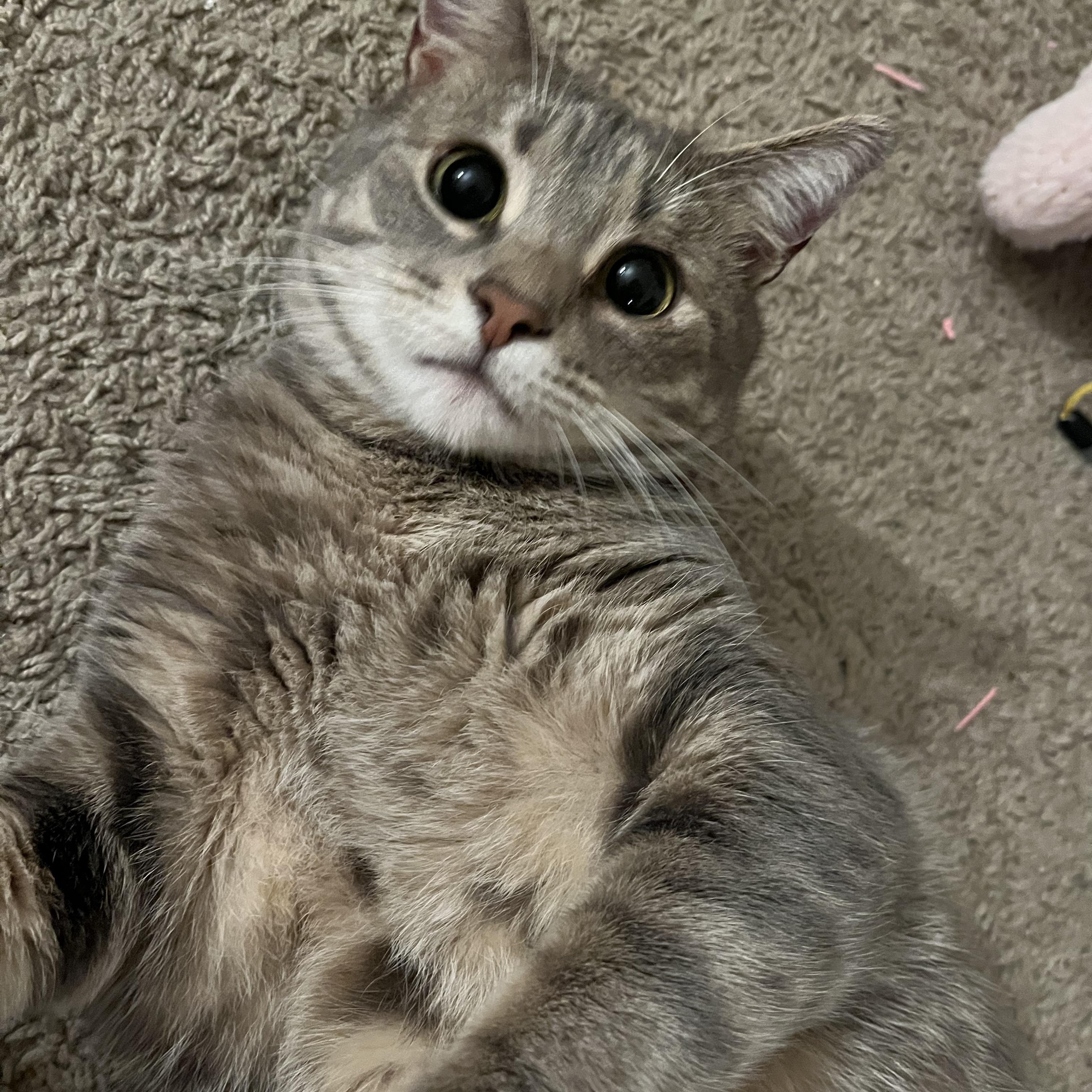 Enlarge Julie (f) 1 to 2 yrs old approx tabby, a Adoptable Domestic Short Hair in Ottawa, ON image 2/6
