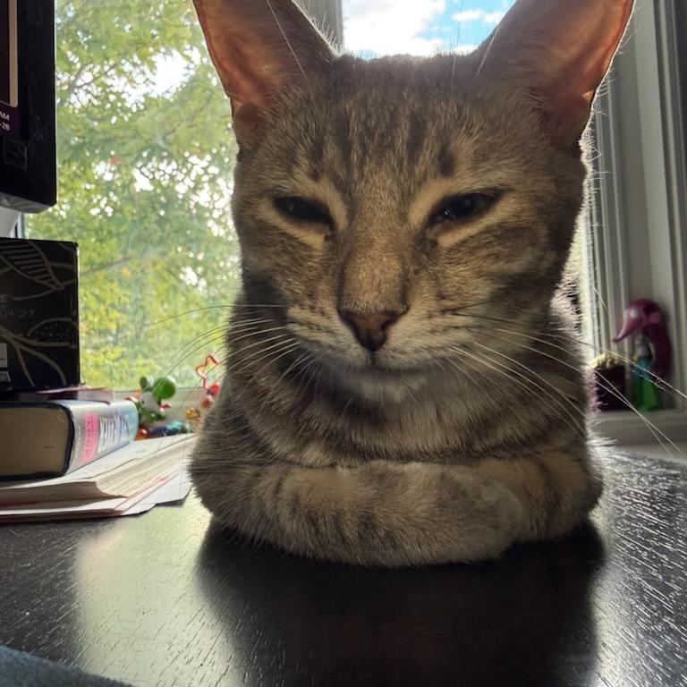Enlarge Julie (f) 2yrs old tabby silver, a Adopted Domestic Short Hair in Ottawa, ON image 6/6