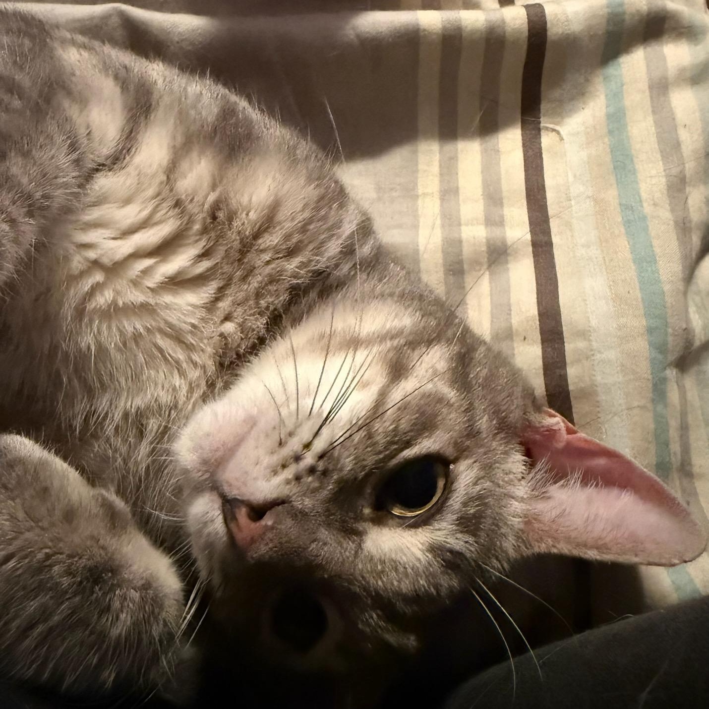 Enlarge Julie (f) 1 to 2 yrs old approx tabby, a Adoptable Domestic Short Hair in Ottawa, ON image 4/6
