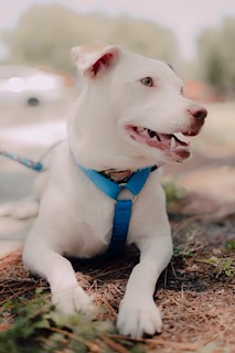 Funny Girl, Plays with cats!, a Adoptable Labrador Retriever in Fort Myers Beach, FL image 2/3