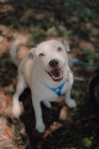 Funny Girl, Plays with cats!, a Adoptable Labrador Retriever in Fort Myers Beach, FL image 1/3