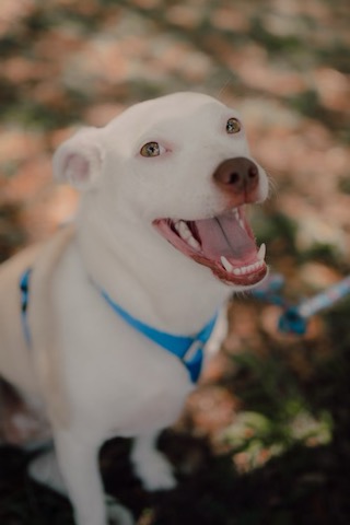 Funny Girl, Plays with cats!, a Adoptable Labrador Retriever in Fort Myers Beach, FL image 3/3