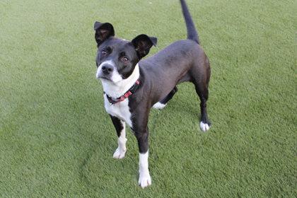 Enlarge Valiant, a Adoptable mixed breed in Kansas City, MO image 1/3