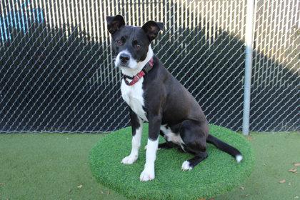 Enlarge Valiant, a Adoptable mixed breed in Kansas City, MO image 2/3