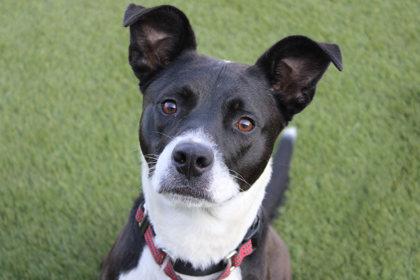 Enlarge Valiant, a Adoptable mixed breed in Kansas City, MO image 3/3