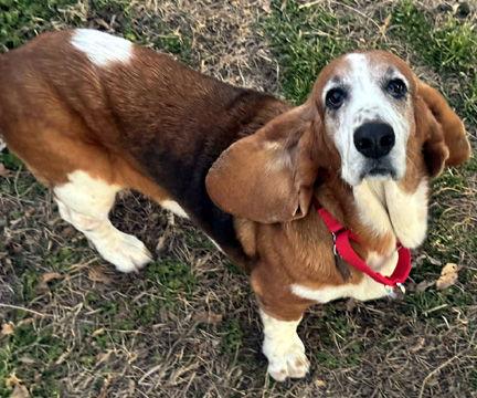 Enlarge ELLIE, a Adoptable Basset Hound in Mays Landing, NJ image 1/3