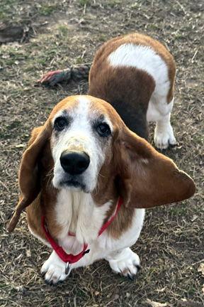 Enlarge ELLIE, a Adoptable Basset Hound in Mays Landing, NJ image 2/3