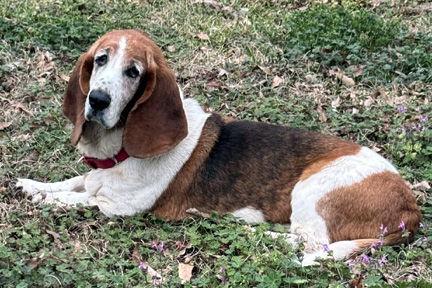 Enlarge ELLIE, a Adoptable Basset Hound in Mays Landing, NJ image 3/3