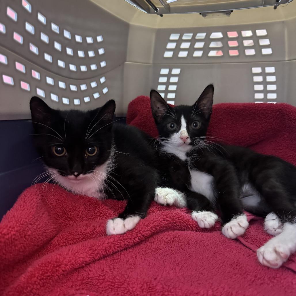 Bingo, Adoptable, Kitten Male Domestic Short Hair.