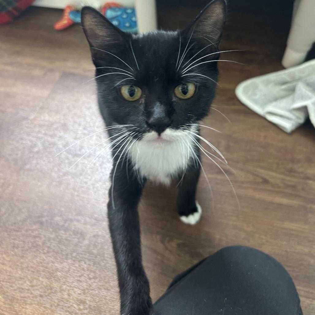 Enlarge Bingo, a Adoptable Domestic Short Hair in Port Richey, FL image 2/6