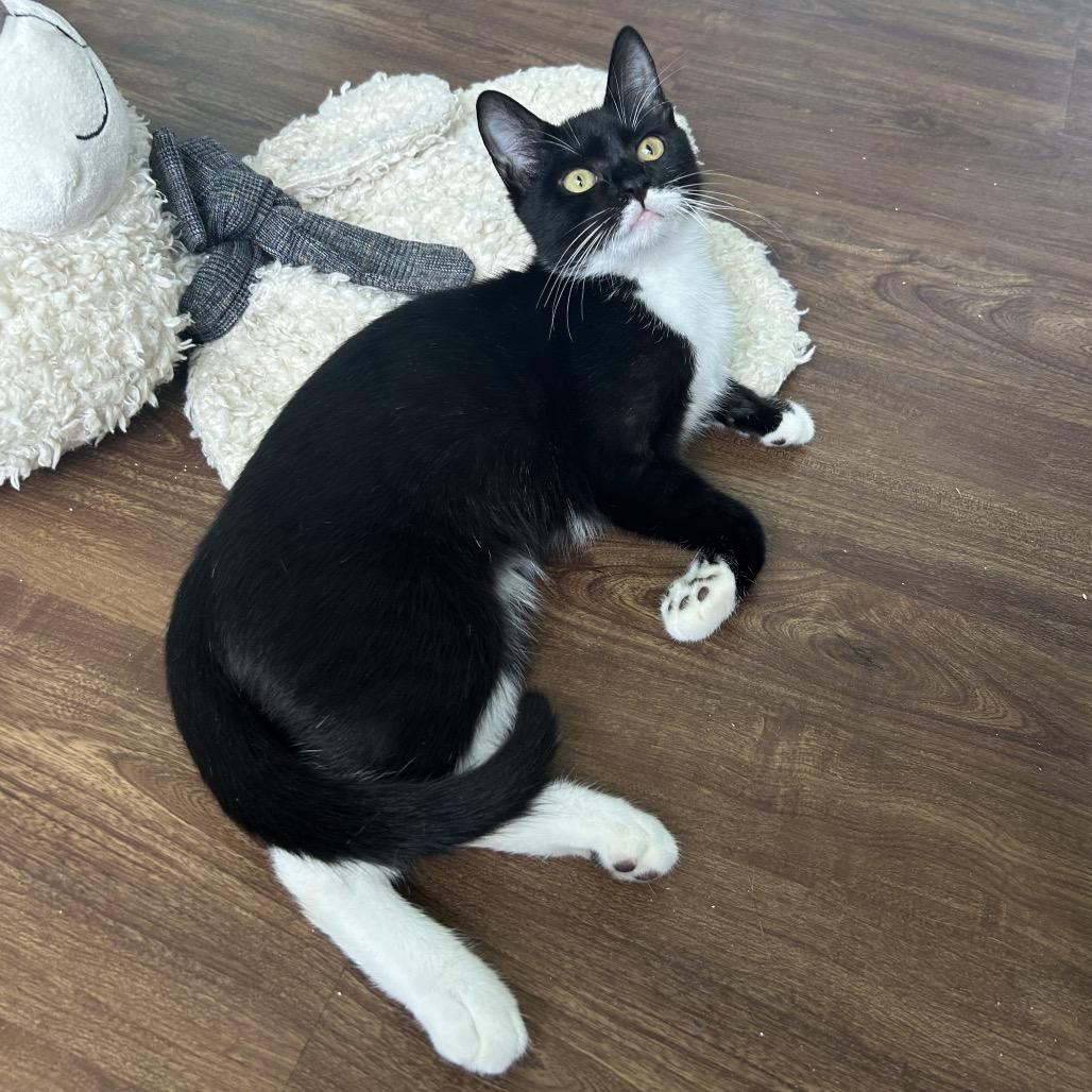 Enlarge Bingo, a Adoptable Domestic Short Hair in Port Richey, FL image 3/6